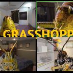 Four grasshoppers are on a Zoom call. Their faces are close to the screens and each has a different room behind them. In a yellow font it says “The Grasshoppers”.