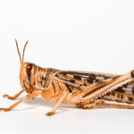 Three panels from left to right: a pink crocheted with a googly eye grasshopper sits in a jade plant. A brown grasshopper against a white background. The head of a smiling toy grasshopper wearing a red tie is in front of a line drawing of a living room.
