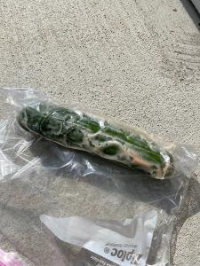 A super gross rotting cucumber in a plastic ziploc bag. it is turning to liquid.