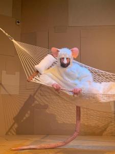 A front vie of a giant white rat lying on his side, propped up by his elbow, in a rope hammock. Below him, you can see his meaty pink tail that hanging down through one of the holes in the hammock.