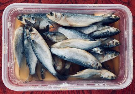A Tupperware of small whole sardine-like salted fish. 
