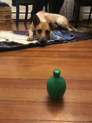 A dog lays on a blanket on the floor, looking ahead. In front of the dog, in the deep foreground, a green plastic lime sits on a hardwood floor.Forgotten fridge item. Fake lime juice. Still full. 